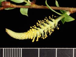 Salix triandra subsp. triandra. Male catkin. Image: D. Glenny © Landcare Research 2020 CC BY 4.0